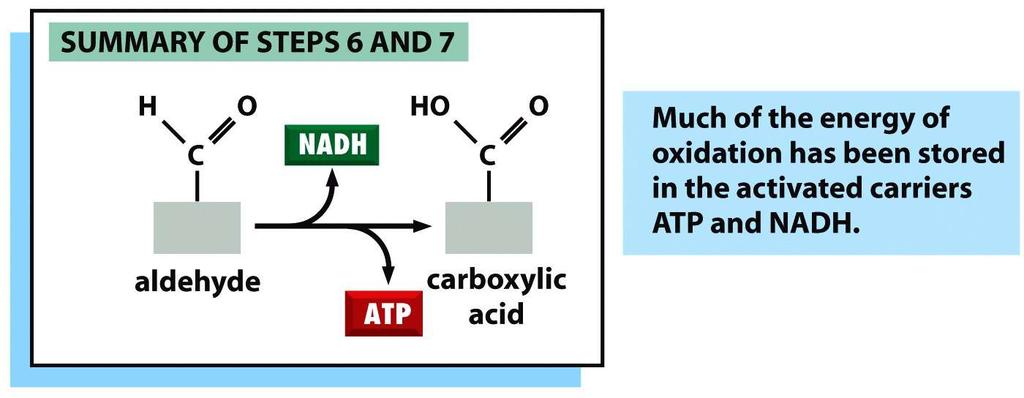 Glykolýza Jak buňky získávají energii z jídla Figure