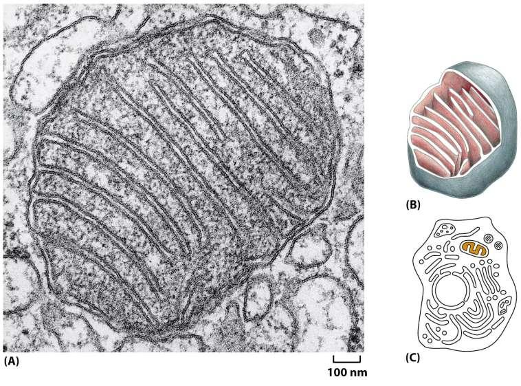 Něco málo z buněčné biologie Eukaryotická buňka Mitochondrie Figure