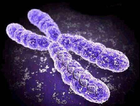 Něco málo z buněčné biologie Eukaryotická buňka chromozomy Jaderná DNA je tvořena několika lineárními řetězci, které se označují jako chromozomy.