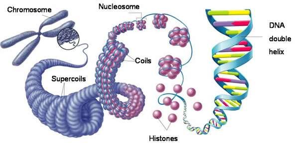 Něco málo z buněčné biologie