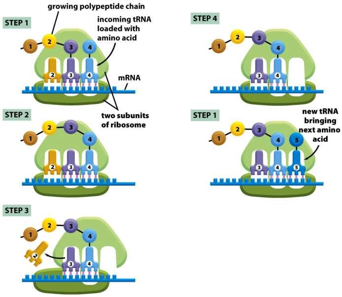 Něco málo z buněčné biologie Figure 1-10a Molecular Biology of the Cell, Fifth Edition ( Garland Science 2008) A ribosome at work.