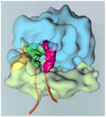 Něco málo z buněčné biologie Prokaryotická buňka ukázka bakteriálního ribozomu The threedimensional structure of a bacterial ribosome (pale green and blue), moving along an mrna molecule (orange