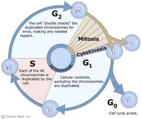 Buněčný cyklus..\kbch\videa\cell Division and the Cell Cycle.