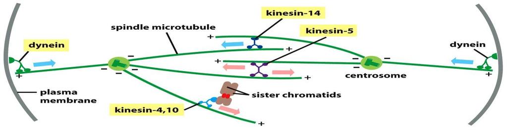 Buněčný cyklus - tubulin a mikrotubuly Mikrotubuly Figure