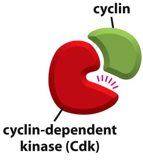 Buněčný cyklus Figure 17-15 Molecular