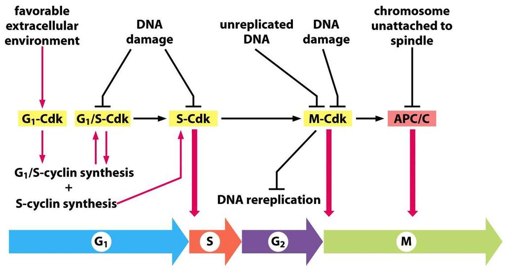 Buněčný cyklus Figure 17-21 Molecular