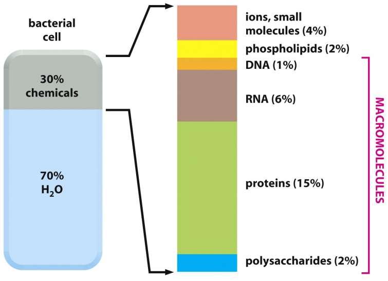 Buňky jsou tvořeny zejména makromolekulami Figure 2-29