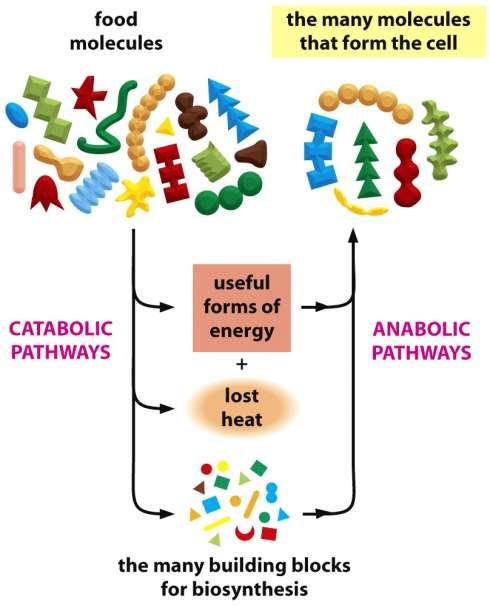 Buněčný metabolismus a enzymy Figure 2-36