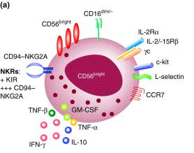 ukázal, že existují populace CD27 bright /Mac-1 + a CD27 dim /Mac-1 +, jejichž dělení a vlastnosti připomínají lidské subpopulace [28] [29]. Obr. 2: Znázornění subpopulací lidských NK buněk.