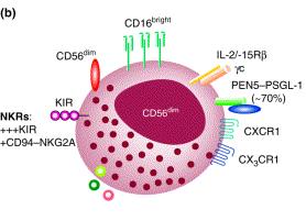 4 NK buňky funkce a význam v imunitním systému Hlavními funkcemi NK buněk v organismu je eliminovat abnormální buňky, které byly pozměněny virovou infekcí, či nádorovou transformací, nebo jinými
