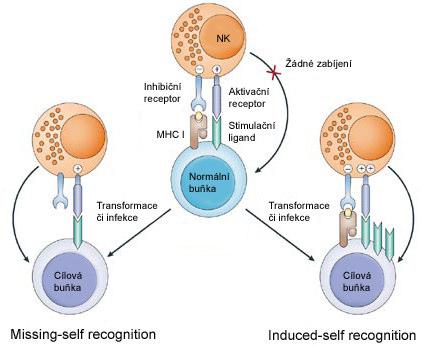 když bylo prokázáno, že samotná absence není pro aktivaci NK buněk dostatečná, cílová buňka musí na svém povrchu nést určité aktivační ligandy.