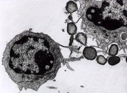 1.8.1 Indukce apoptosy exocytosa cytotoxických granulí Velkou výhodou zabíjení abnormálních buněk pomocí cytotoxických granulí je rychlost tohoto mechanismu, kdy jsou NK buňky schopné zabít cílovou