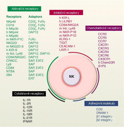 Obr. 6: NK buňky nesou na svém povrchu mnoho molekul. Na obrázku je znázorněna jejich velká část. Pokud není uvedeno jinak (h-lidské, m-myší), tak se receptor vyskytuje u obou druhů.