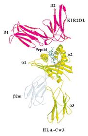 interaguje s adaptorovým proteinem nesoucím motiv ITAM, tyto receptory mají tedy aktivační funkci. KIRy nejčastěji využívají DAP12 [117] [118].