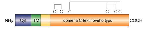 Ly49 receptory jsou transmembránové glykoproteiny II. třídy, které tvoří disulfidicky vázané homodimery.