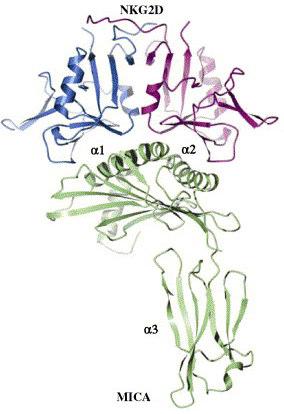 1.9.4 NKG2D receptor Pojmenování NKG2D receptoru je zavádějící, protože tato molekula má s ostatními NKG2 receptory jen velmi málo společného.