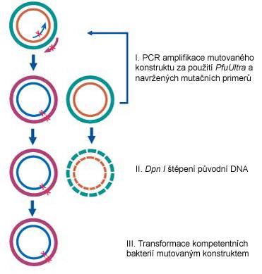 4. METODY Postup práce probíhal dle metod zavedených v laboratoři a metod popsaných v laboratorním manuálu [17