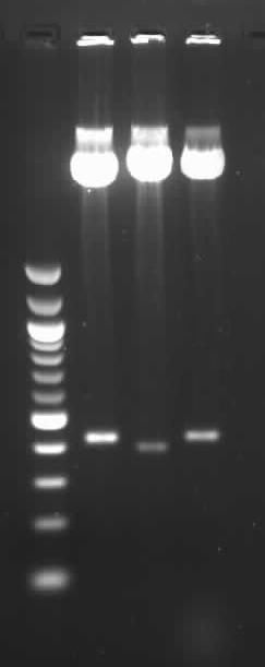 5.2 Příprava mutovaného konstruktu pro protein Clrg Má bakalářská práce byla ukončena velkoobjemovou produkcí proteinů NKR-P1F a Clrg, izolací inkluzních tělísek obsahující tyto proteiny a ověřením