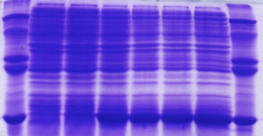 Z obrázku je zřejmé, že u indukovaných bakterií převažuje produkce exprimovaného proteinu Clrg, jemuž odpovídají zóny o molekulové hmotnosti okolo 14 kda.