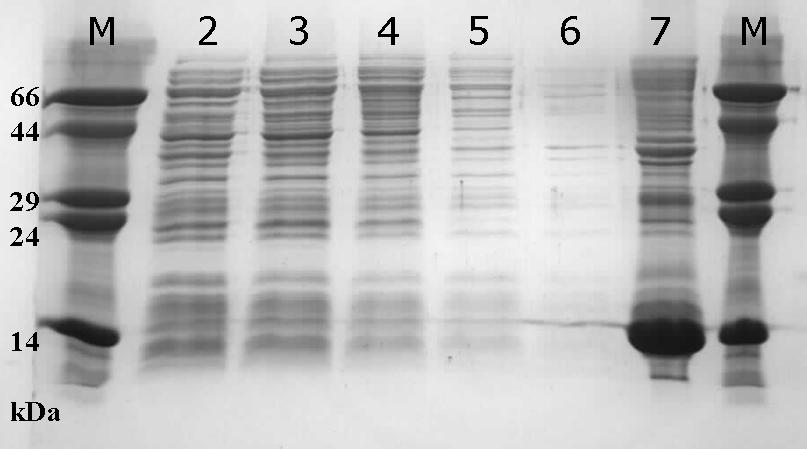 5.3.3 Velkoobjemová produkce proteinu a izolace inkluzních tělísek Pro získání dostatečného množství mutovaného proteinu Clrg byla prováděna velkoobjemová produkce většinou ve 2 l Kan Tet LB média.