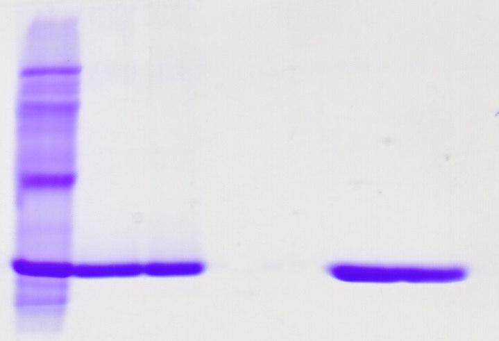 5.4.2 Ověření přítomnosti a homogenity proteinu Clrg Homogenita a čistota připraveného preparátu byla ověřena SDS elektroforézou za redukujících a neredukujících podmínek. Na obr.č.20 je ukázán výsledek SDS-PAGE se vzorky z frakcí po gelové chromatografii v HEPES renaturačním pufru s 0,3 M sulfobetainem.