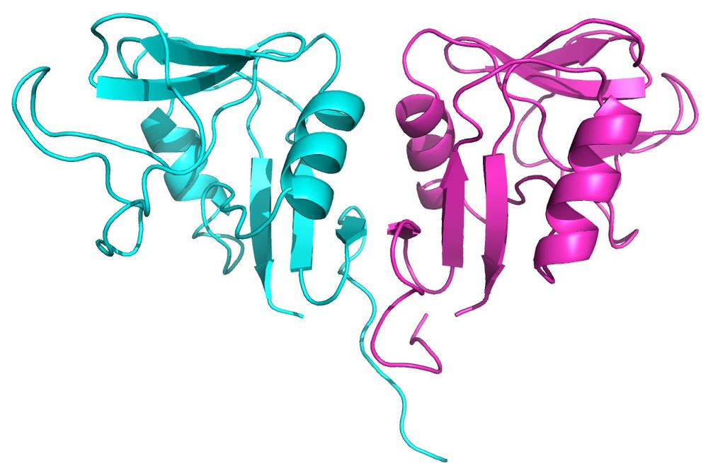 31: Získané krystaly proteinu Clrg. Vyřešená krystalová struktura proteinu Clrg je ukázána na obr.