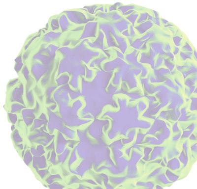 EU guidelines, jak bylo uvedeno, jednoznaènì doporuèují testy HPV DNA, a to pro jejich schopnost odhalit riziko v dlouhodobém intervalu (viz obrázek 1), což potvrzuje vyhodnocení ohromného množství