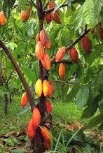 Kakao a čokoláda Způsoby falšování: Snížení obsahu kakaového másla nebo kakaa Náhradu kakaového másla jinými rostlinnými tuky, přídavek nepovolených náhrad