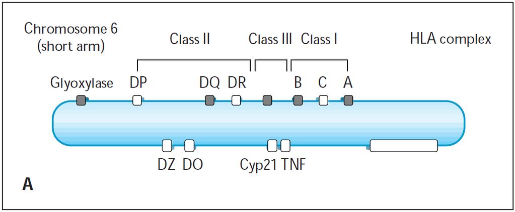 V rámci každé třídy MHC existují izotypy: - MHC I: HLA -A, -B, -C: klasické izotypy HLA -E, -F, -G: neklasické izotypy: ty mají ve srovnání s geny klasickými omezenou buněčnou distribuci a nižší