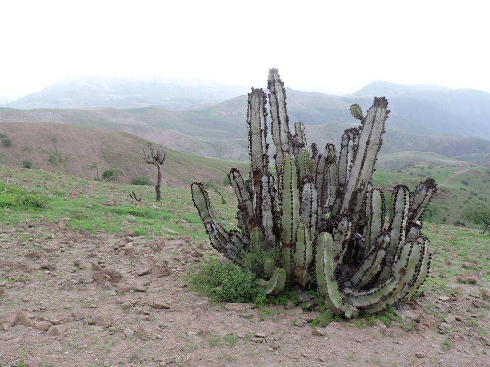 Rod Neoraimondia Britton & Rose - The Cactaceae 2: 181, 1920. Cereus arequipensis Meyen - Reise, ii. 41. Allg. Gartenzeitung, 1: 211, 1833. Pilocereus macrostibas K. Schumann, Monatschr. Kakt.