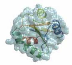 MIMETICKÉ PEPTIDY md:complex GenX Mimetic Peptides & Growth Factors SLOŽENÍ SH POLIYPEPTID-2 (THIOREDOXIN TRX) Má antioxidační, protizánětlivé a antiapoptotické účinky, které jsou zásadní pro