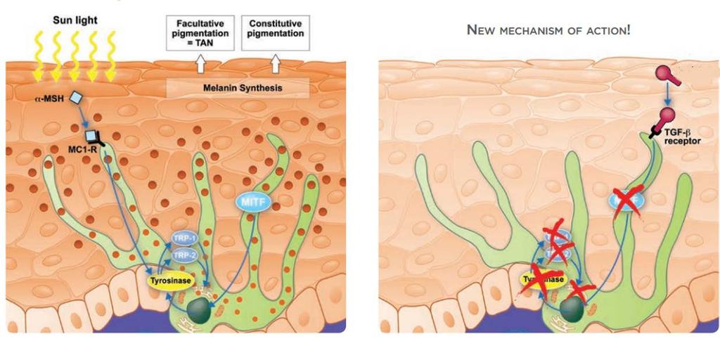 MIMETICKÉ PEPTIDY md:complex GenX Mimetic Peptides & Growth Factors SLOŽENÍ OLIGOPEPTID-34 PRŮBĚH OBRATU BUNĚK MELANOCYTY MELANOGENEZE: syntéza melaninu PŘENOS
