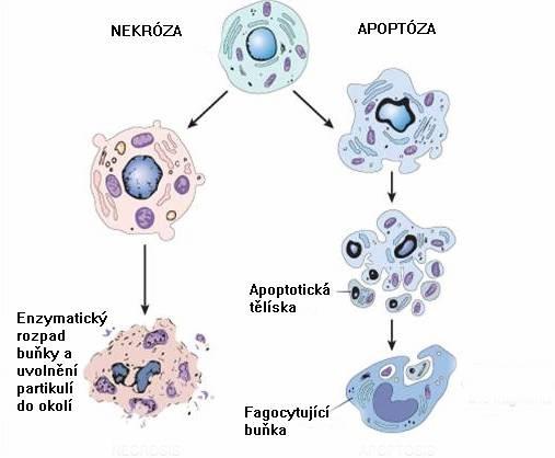 Apoptóza = programová smrt ( fyziologický děj ) A, vnitřní ( rozhodnutí