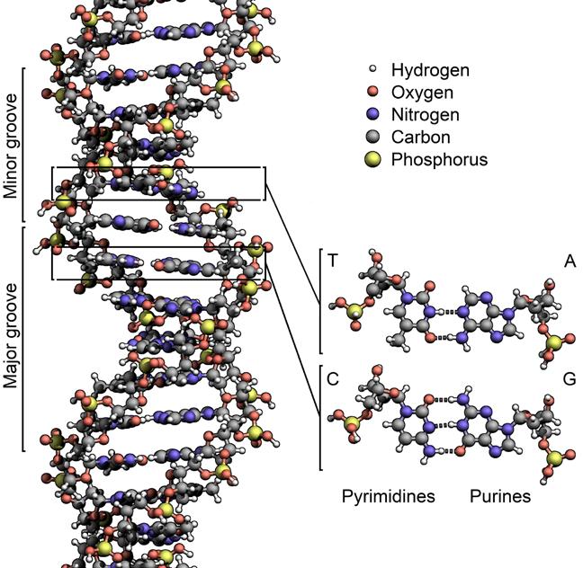 Waals vodíkový můstek DNA