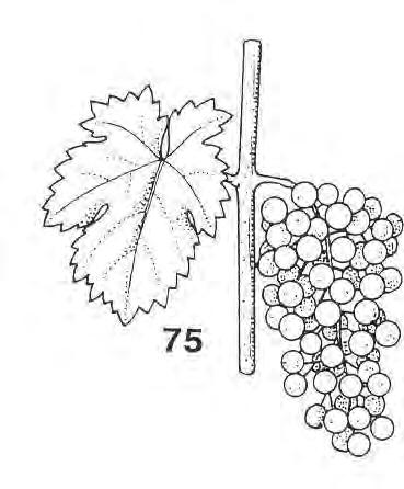 1.2. Fenofáze révy 75 bobule velikosti hrachu, hrozny visí 77 počátek uzavírání hroznů V tomto období, podle lokalit a odrůd, probíhají nebo nastanou fáze 75-77 BBCH. 1.3.