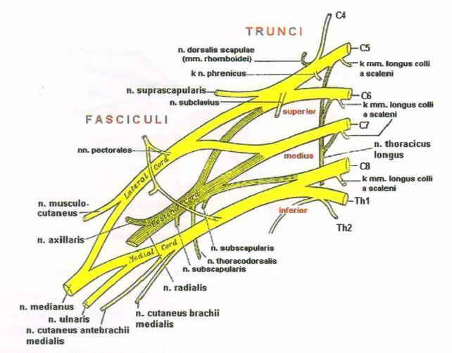 1 TEORETICKÁ ČÁST 1.1 OBECNÁ ČÁST 1.1.1 ANATOMIE BRACHIÁLNÍHO PLEXU Plexus brachialis je anatomicky i funkčně velmi složitý. Tvoří jej rr.