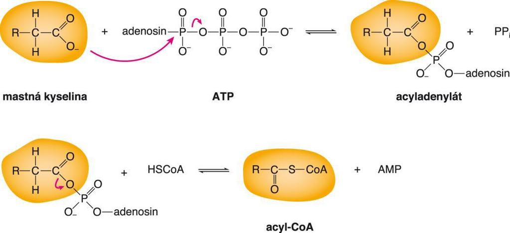 β-oxidace mastných kyselin (Lynenova spirála) Před do vstupem do