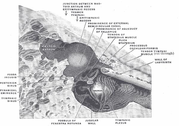 vstupuje do středoušní dutiny spolu s n. tympanicus. Rr. caroticotympanici přicházejí do středoušní dutiny z a. carotis interna, spolu s nn. caroticotympanici. Žíly ze středoušní dutiny odtékají do plexus pterygoideus a do sinus petrosus superior.
