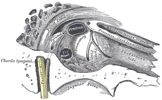 Cavum tympani