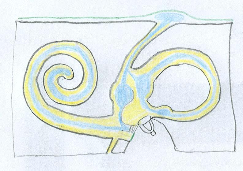 scala vestibuli ductus cochlearis ductus reuniens