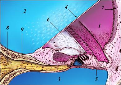 Řez závitem hlemýždě 1-ductus cochlearis 2- scala vestibuli 3 -scala tympani 4 membrana vestibularis (Reissneri)