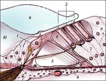 1-IHC 2-OHC 3-Tunnel of Corti 4-basilar