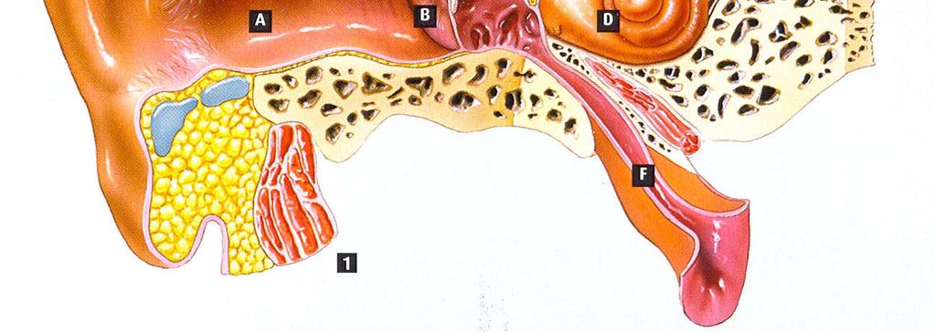 Membrana tympani C Cavum tympani D Cochlea E