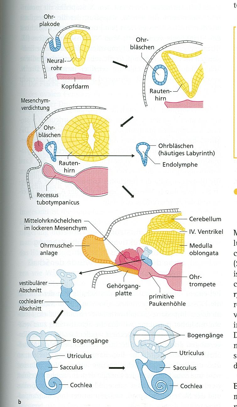 Vývoj sluchového ústrojí Zevní zvukovod z ektodermu 1. žaberní vklesliny Bubínek 3 vrstvy ektoderm, mesenchym, entoderm Cavum tympani, a tuba Eustachi z 1.