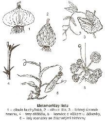 Metamorfózy listu Rozmnožovací orgány semenných rostlin KVĚT Květ = je soubor přeměněných listů, přizpůsobených pohlavnímu rozmnožování rostliny Hlavní části květu: 1) tyčinky (samčí pohlavní