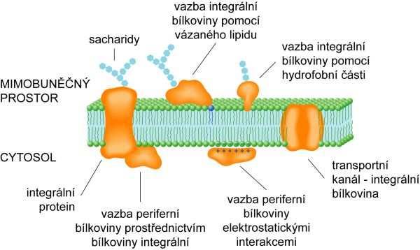 funkce membrány o komunikace mezi buňkami o transport