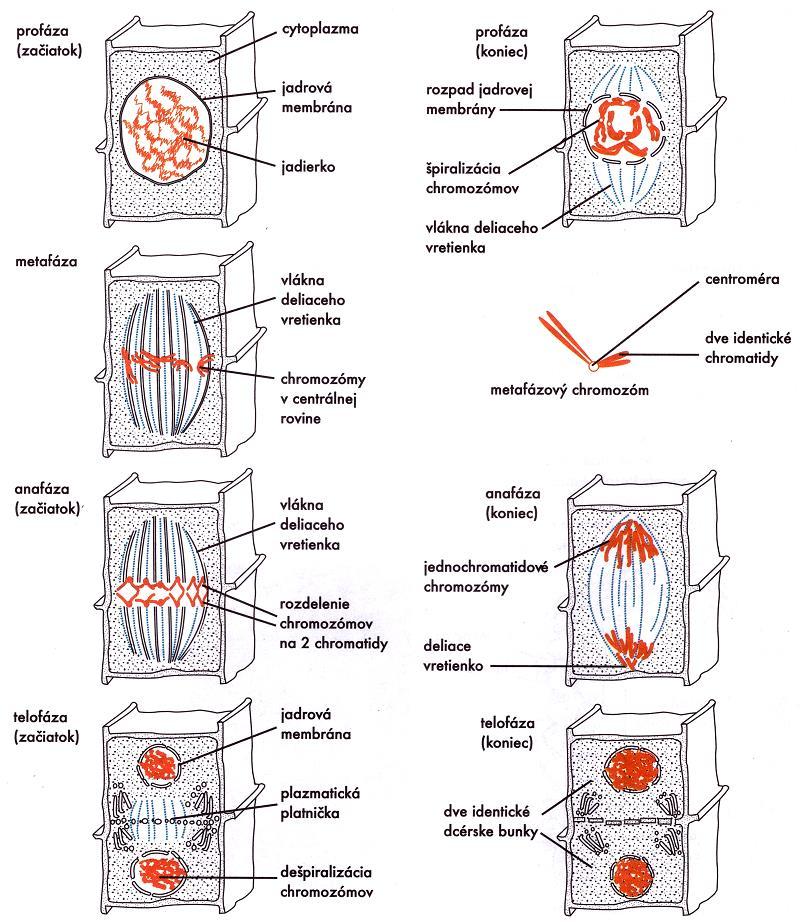 Mitóza 4 fázy: profáza metafáza anafáza telofáza Dcérske