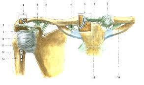 1 SOUČASNÝ STAV 1.1 Anatomie ramenního pletence 1.1.1 Kosti pletence ramenního Pletenec ramenní, který je zobrazen na obr. č.