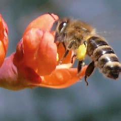 Mast s apisinem Apisin = Včelí jed.