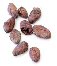 buňky. Kakaové boby jsou plody kakaovníku pravého.